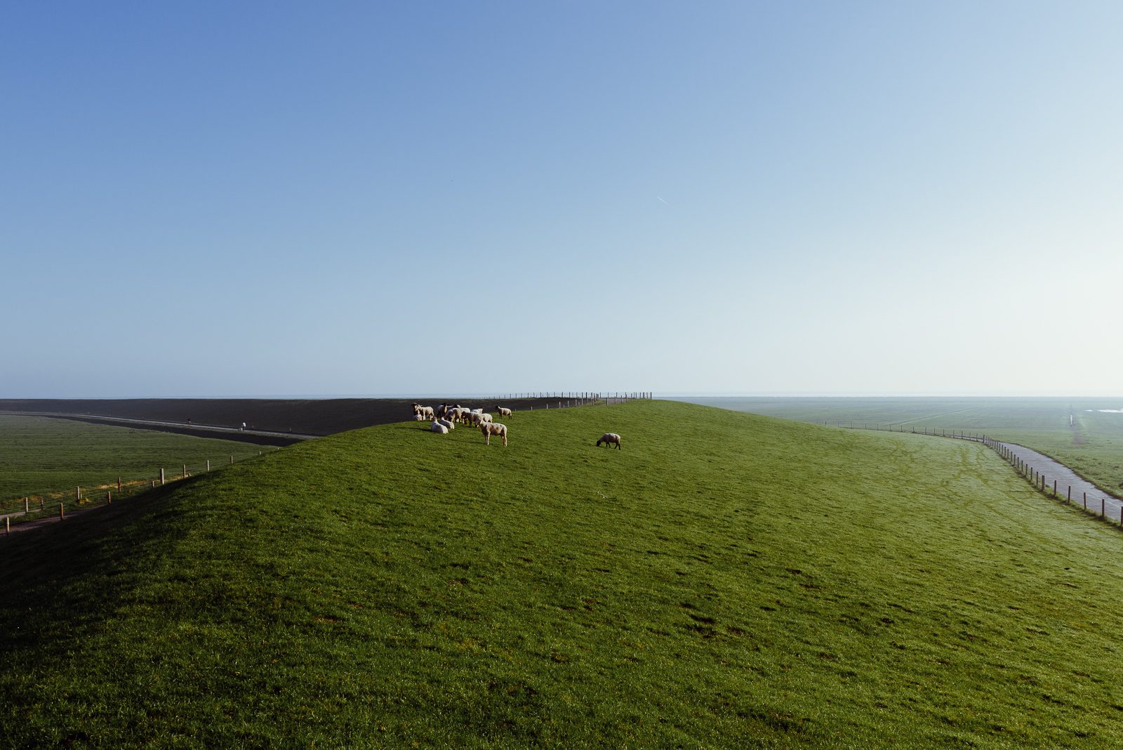 Pulloverschweine auf dem Deich