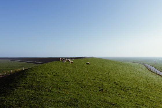 Pulloverschweine auf dem Deich bei Varel